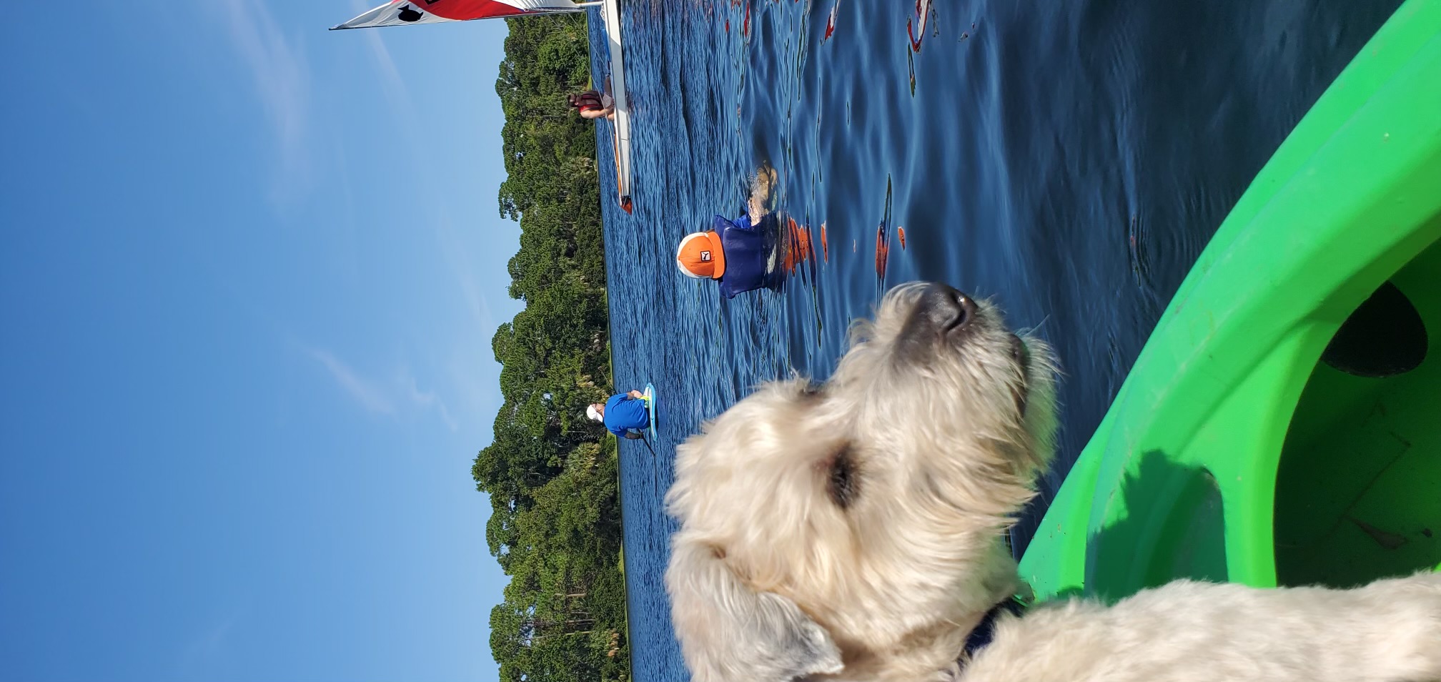 Enlarge Wizard, a Adopted Wheaten Terrier in Palmetto Bay, FL image 4/6
