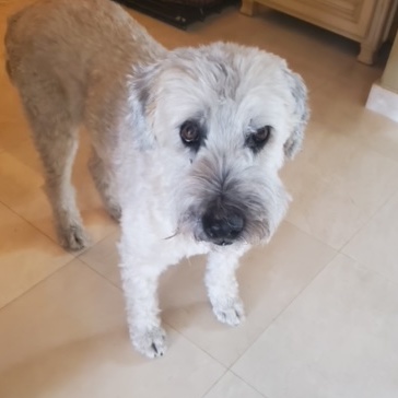 Enlarge Wizard, a Adopted Wheaten Terrier in Palmetto Bay, FL image 3/6