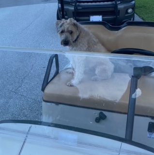 Enlarge Wizard, a Adopted Wheaten Terrier in Palmetto Bay, FL image 6/6