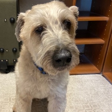Wizard, Adopted, Adult Male Wheaten Terrier.