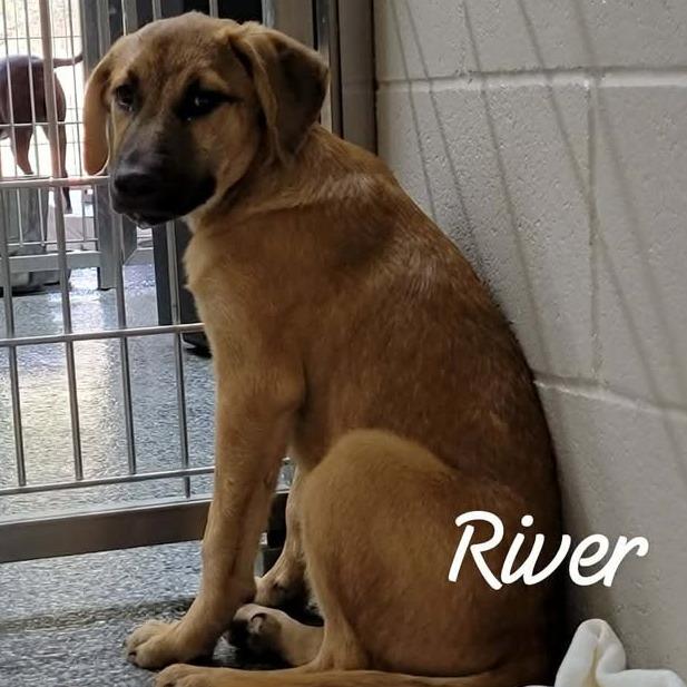 Enlarge Sally, a Adoptable Mixed Breed in Leander, TX image 2/3