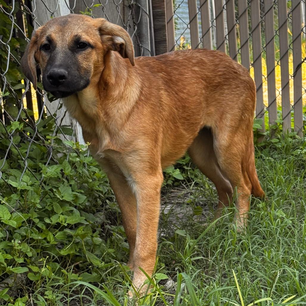 Enlarge Sally, a Adoptable Mixed Breed in Leander, TX image 3/3