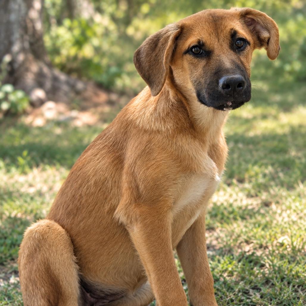 Sally, Adoptable, Puppy Female Mixed Breed.