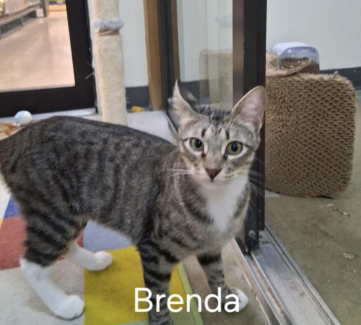 Brenda 2