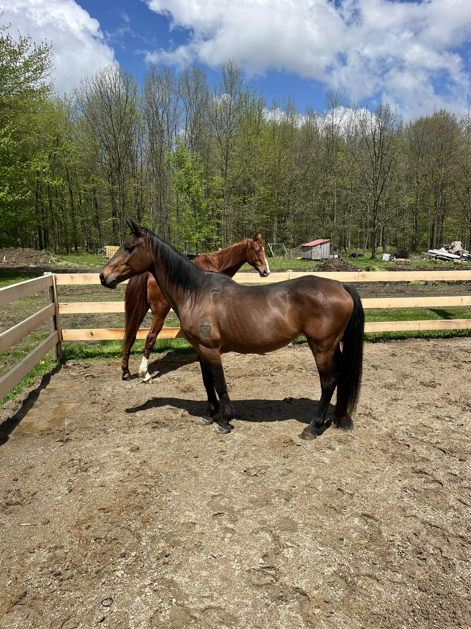 Tandoori - ATFO 2025 Diamond Division, Adult Female unknown