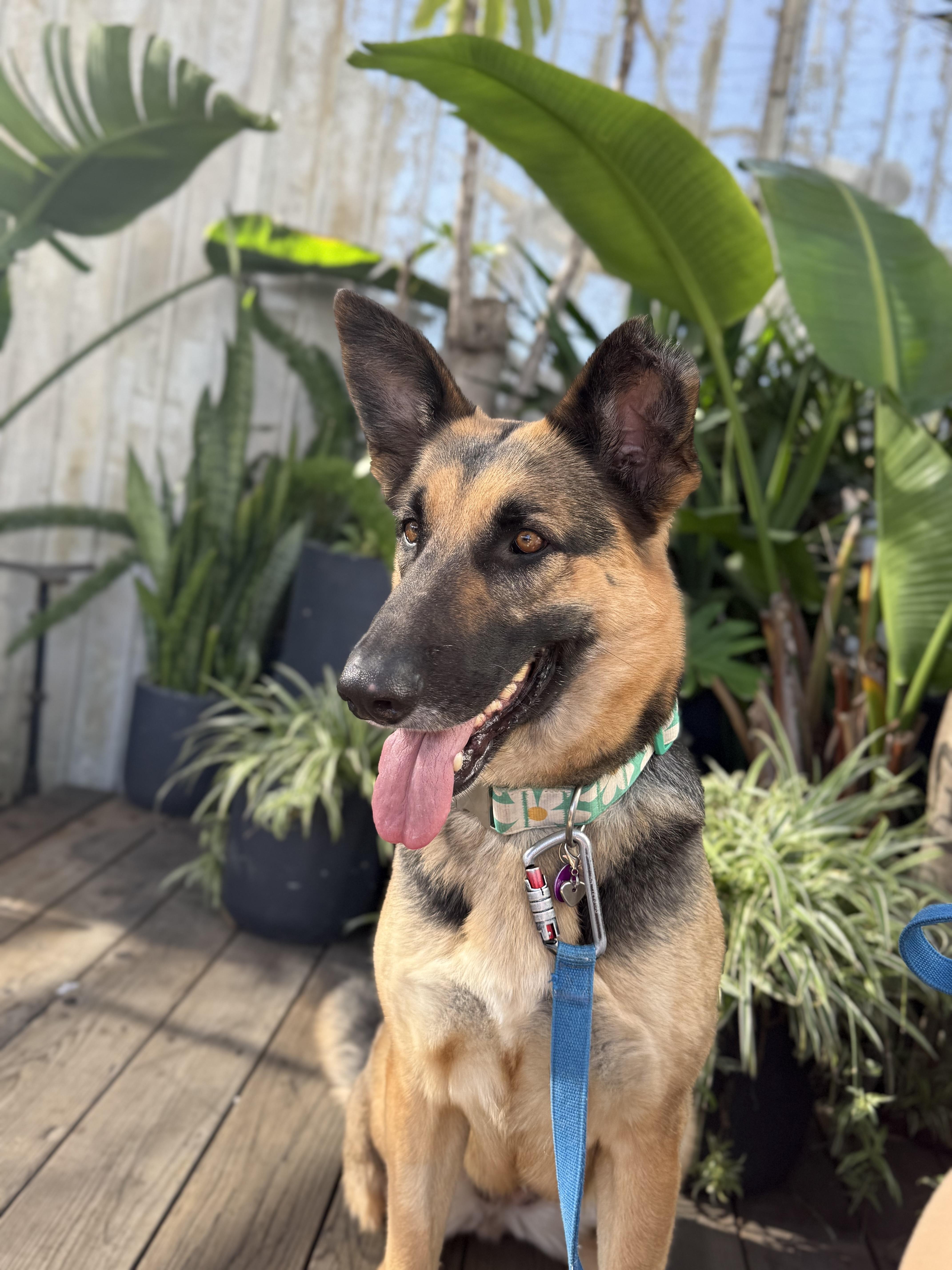 Daisy, a Adoptable mixed breed in West Hollywood, CA image 1/6