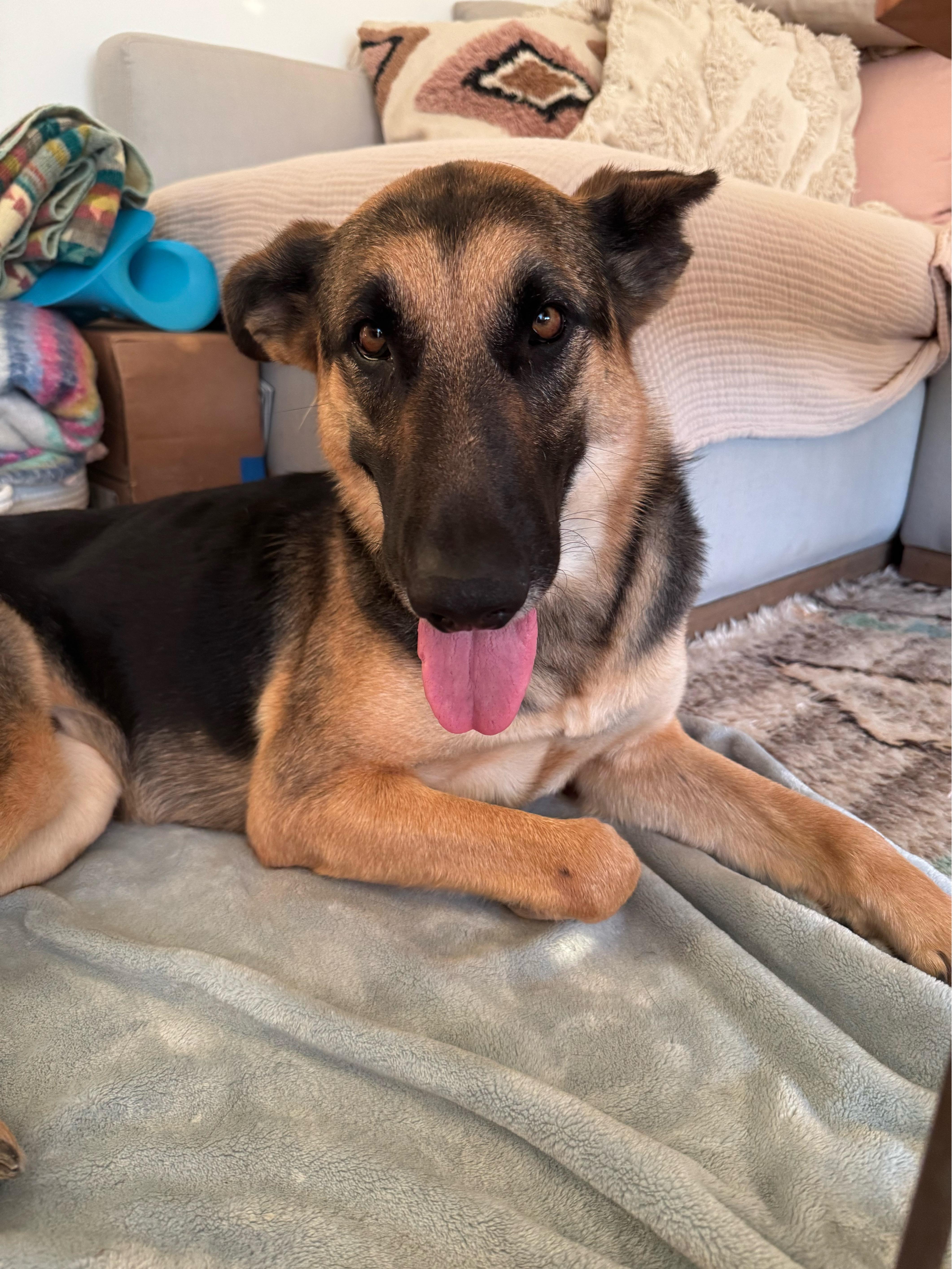 Daisy, a Adoptable mixed breed in West Hollywood, CA image 6/6