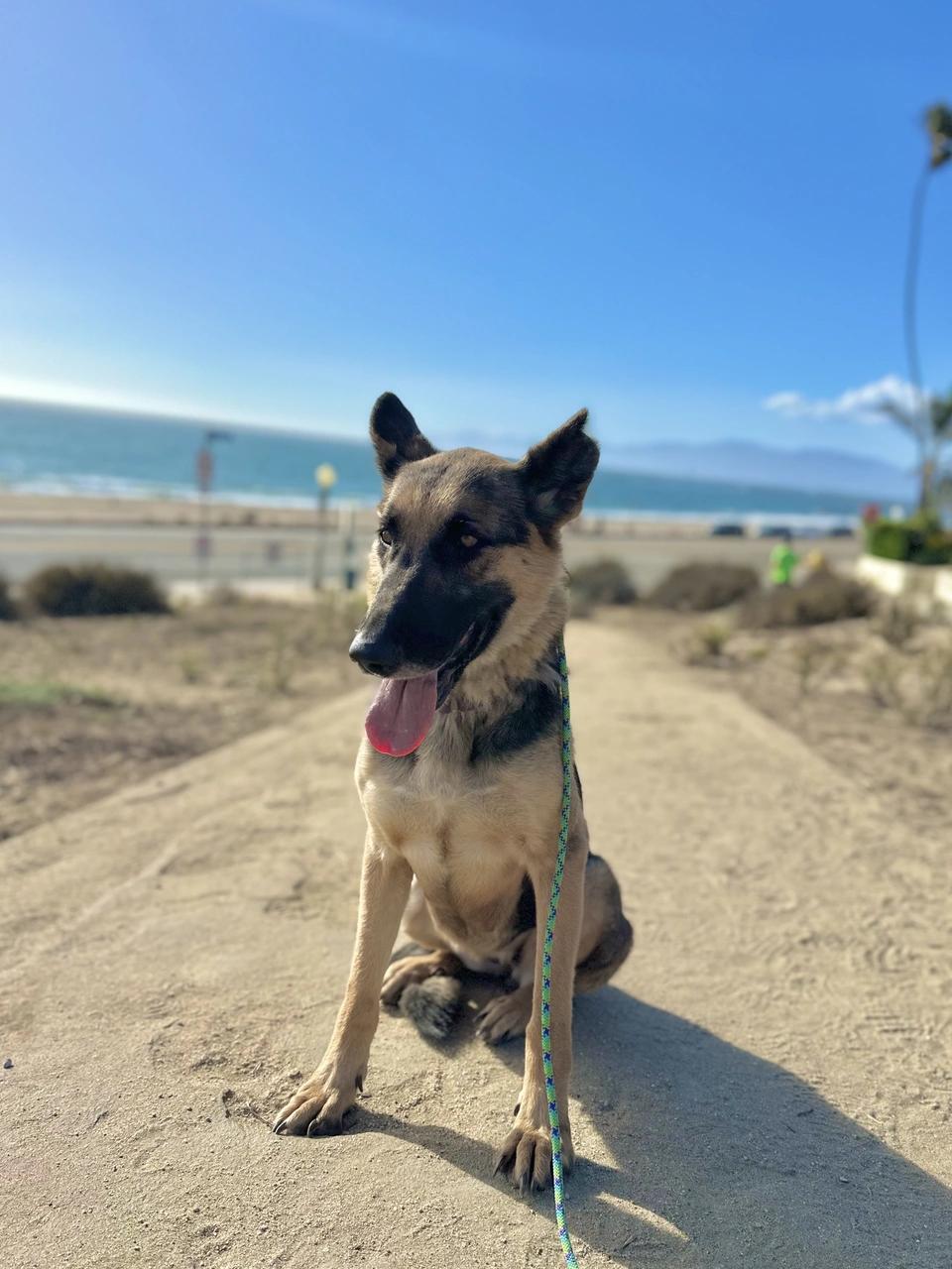 Daisy, a Adoptable mixed breed in West Hollywood, CA image 3/6