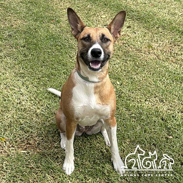 Enlarge DAISY MAY, a Adoptable mixed breed in Irvine, CA image 1/1