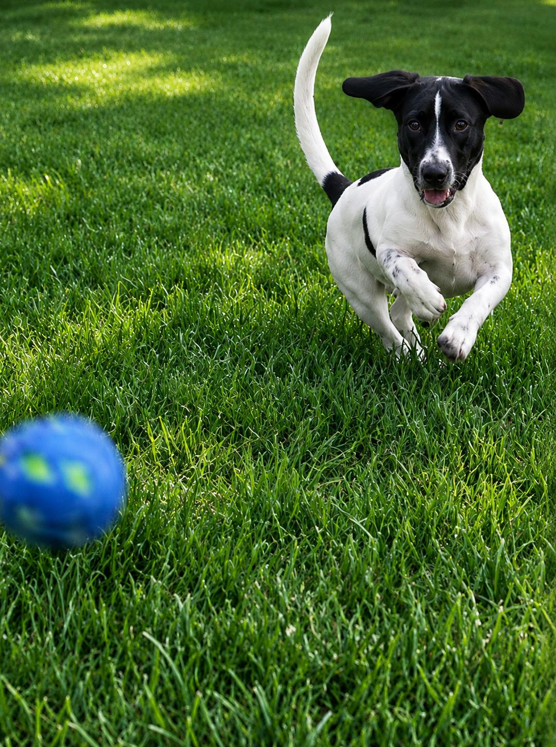 Phoebe, Adoptable, Young Female Basset Hound.