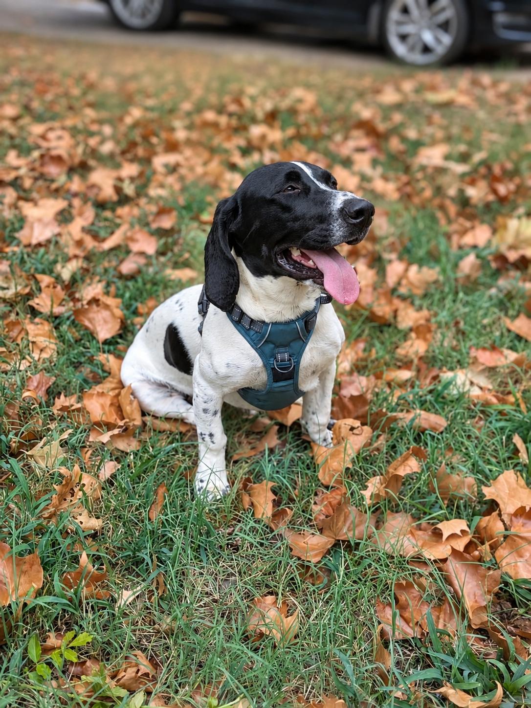 Enlarge Phoebe, a Adoptable mixed breed in TULSA, OK image 2/5