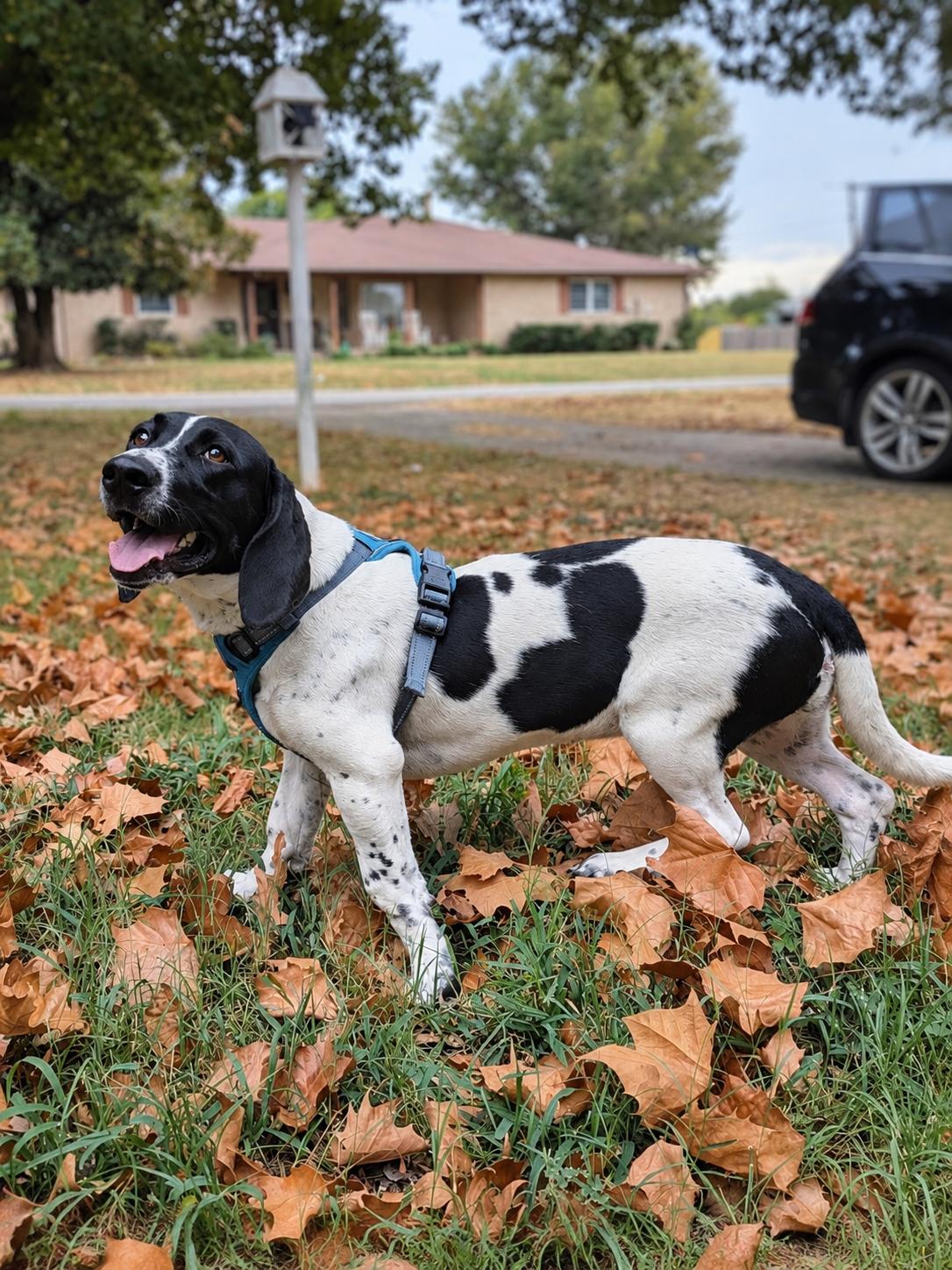 Enlarge Phoebe, a Adoptable mixed breed in TULSA, OK image 3/5