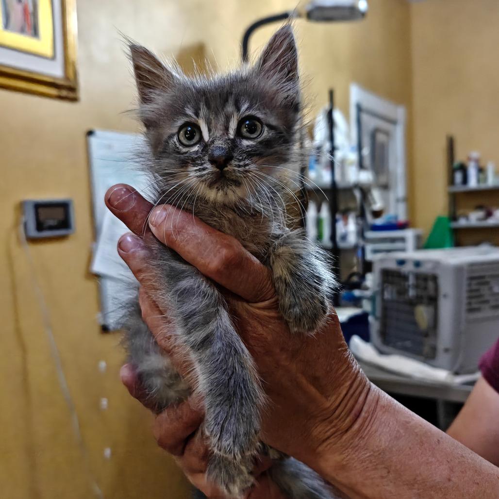 Dandelion, Adoptable, Kitten Female Domestic Short Hair.