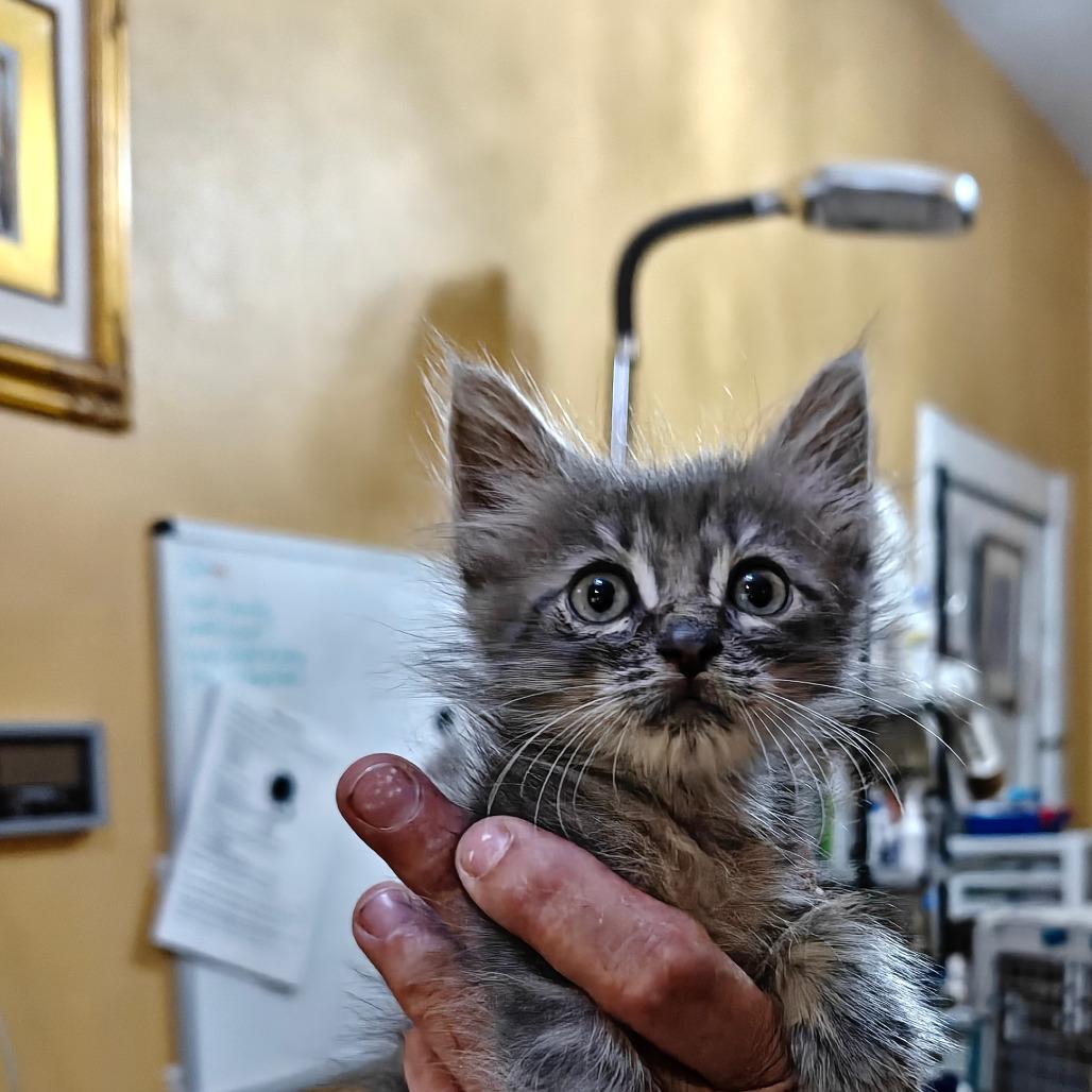 Enlarge Dandelion, a Adoptable Domestic Short Hair in New Orleans, LA image 2/3