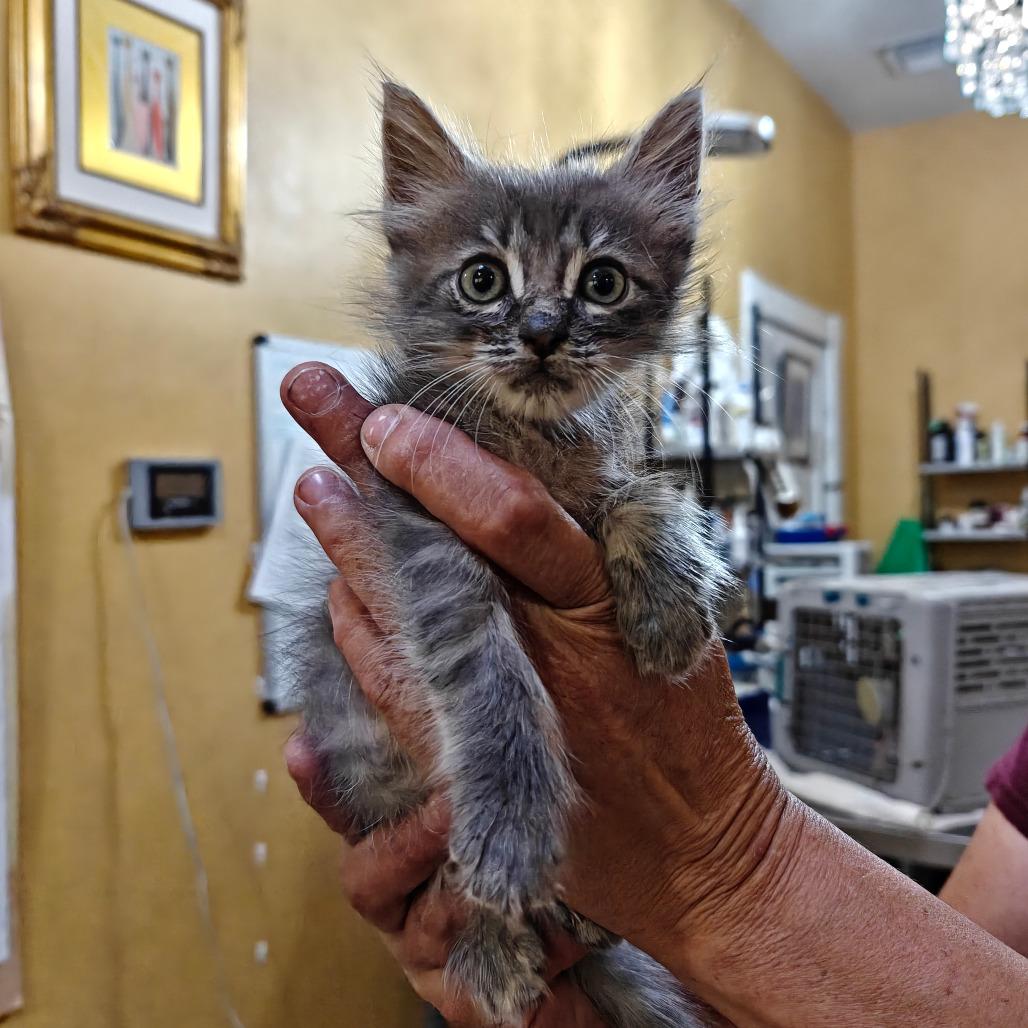 Enlarge Dandelion, a Adoptable Domestic Short Hair in New Orleans, LA image 3/3
