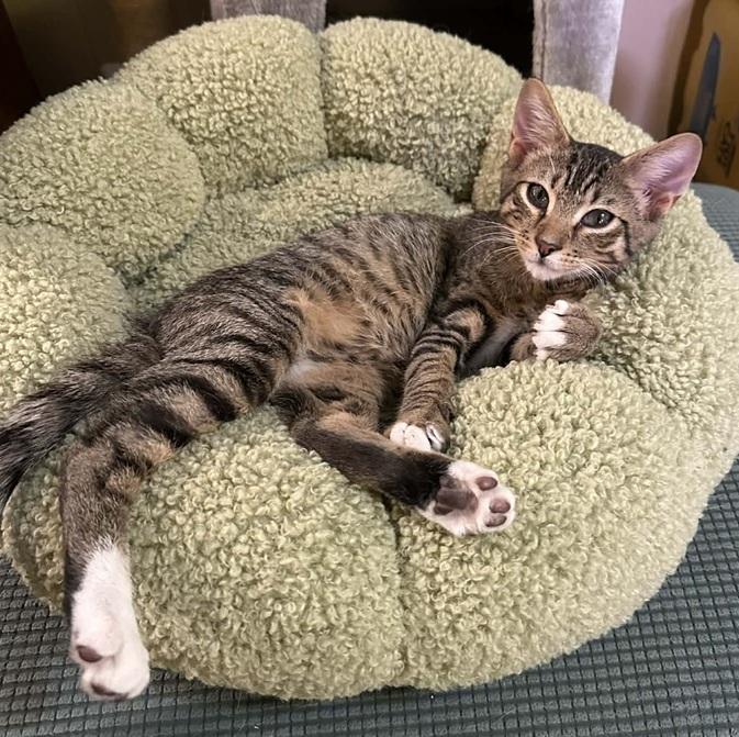 Tyson, ADOPTABLE, Kitten Male Tabby.