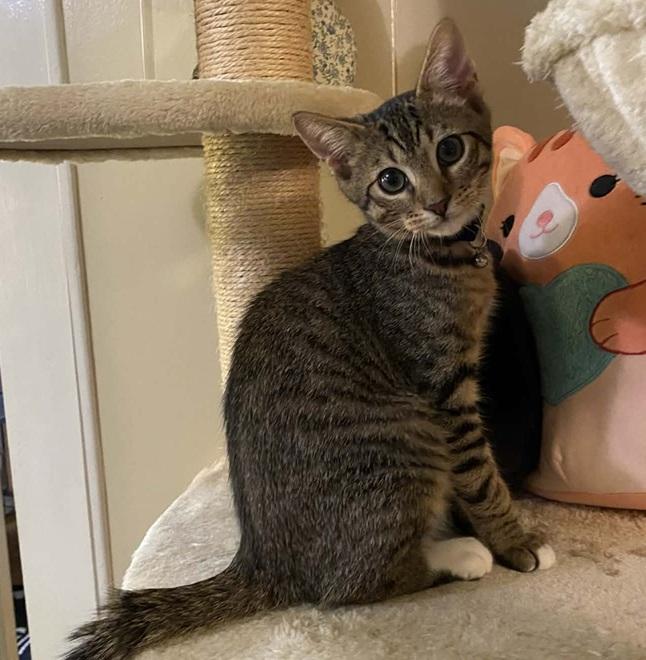Tyson, ADOPTABLE, Kitten Male Tabby.