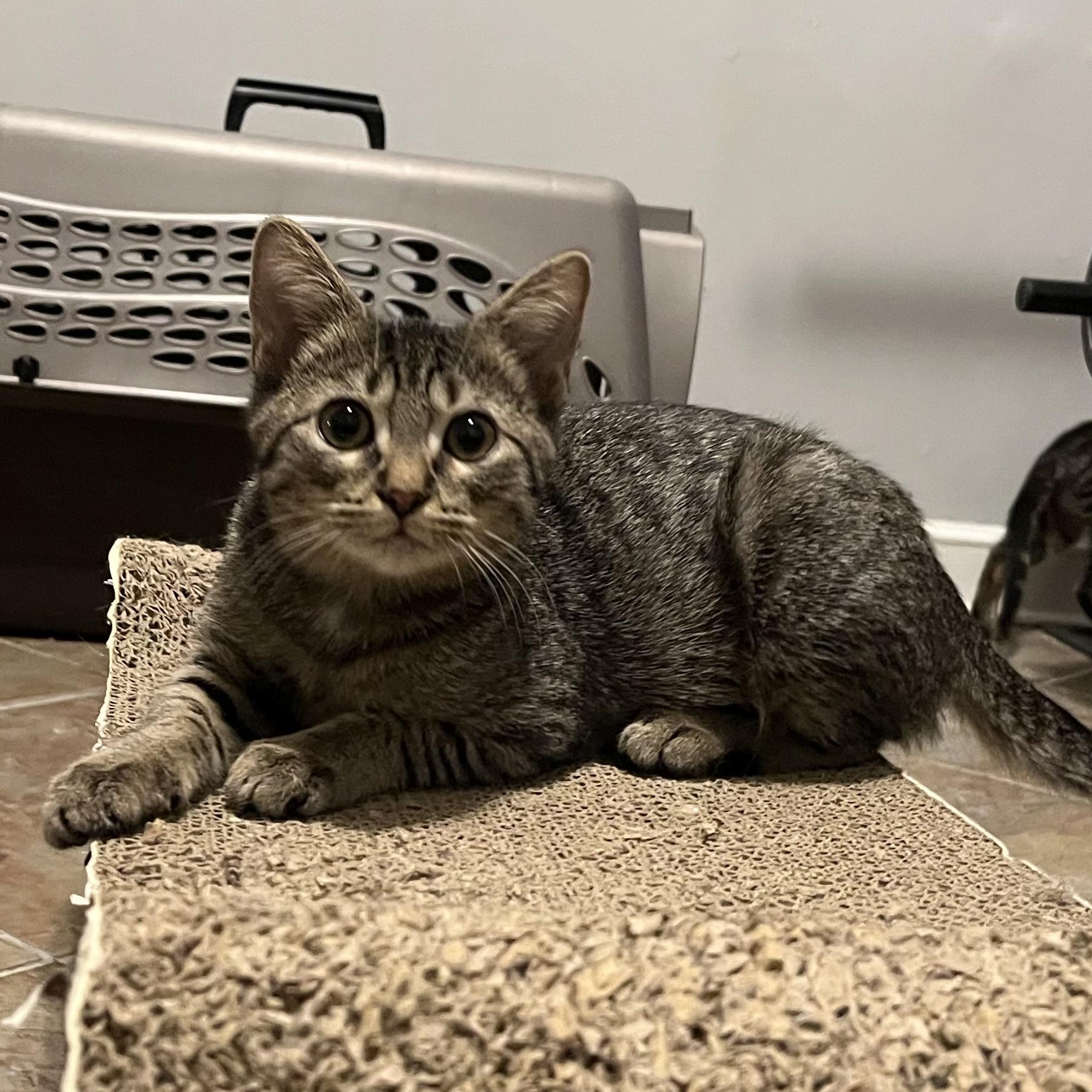 Saddie, Adoptable, Kitten Female Tabby.