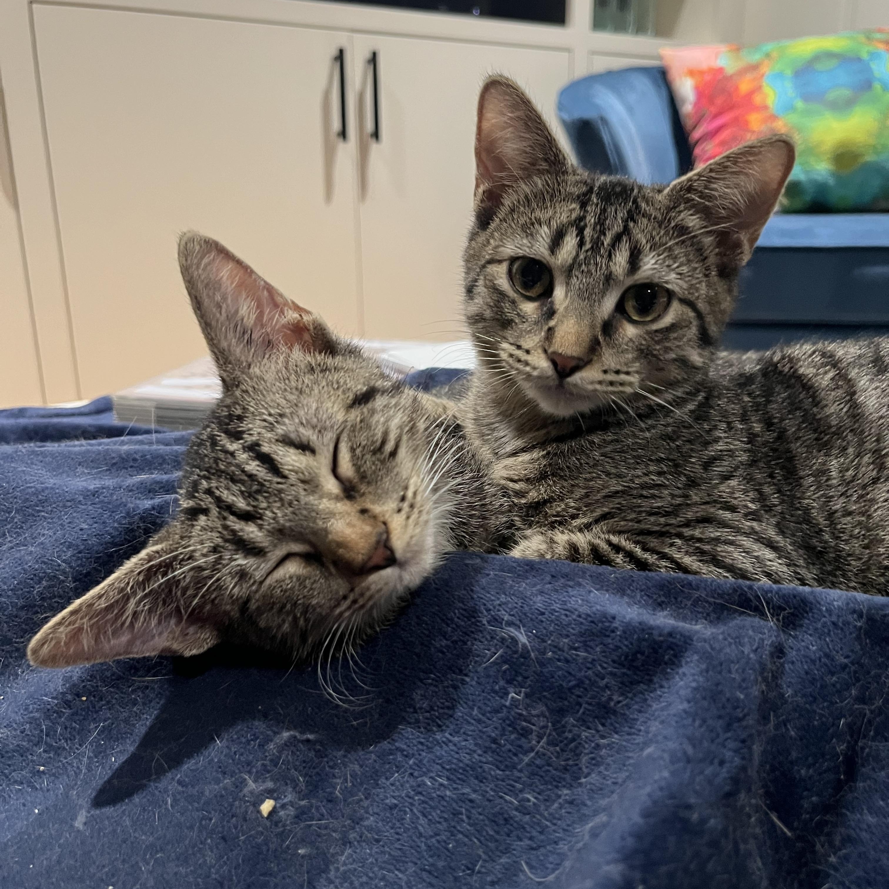 Enlarge Sadie, a Adoptable Tabby in Memphis, TN image 2/4