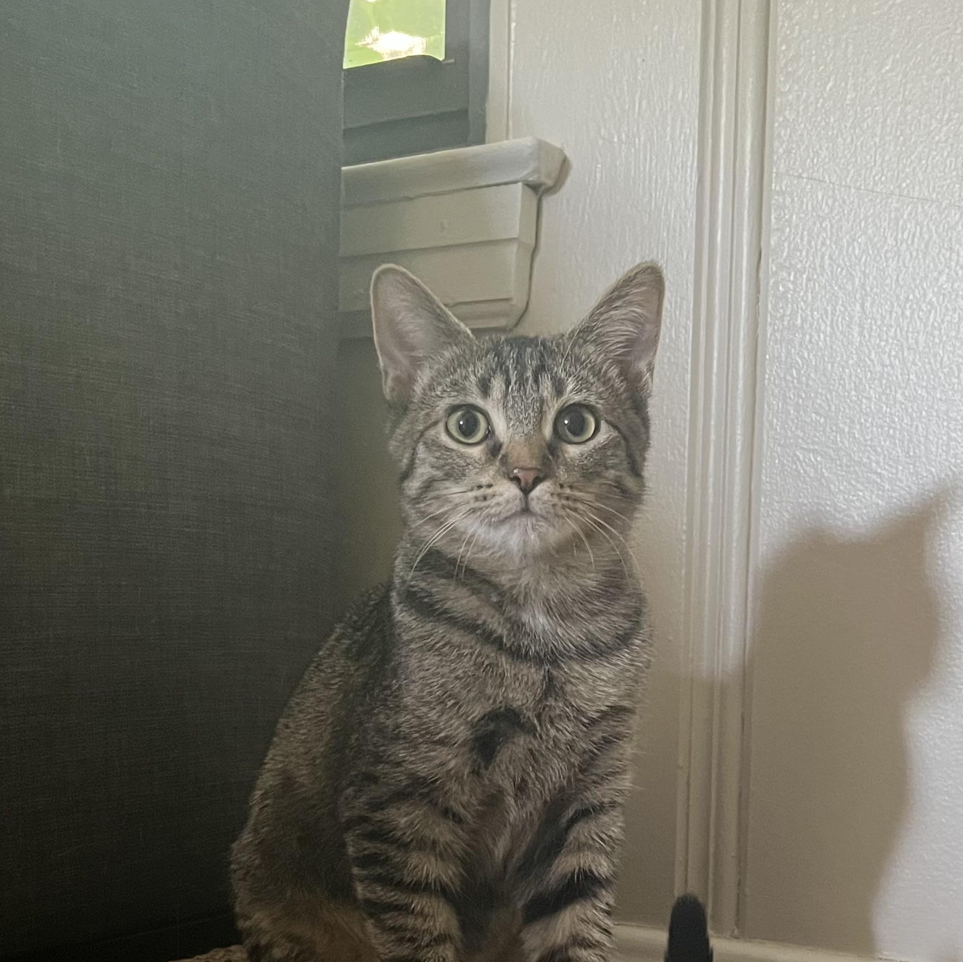 Enlarge Sadie, a Adoptable Tabby in Memphis, TN image 2/3
