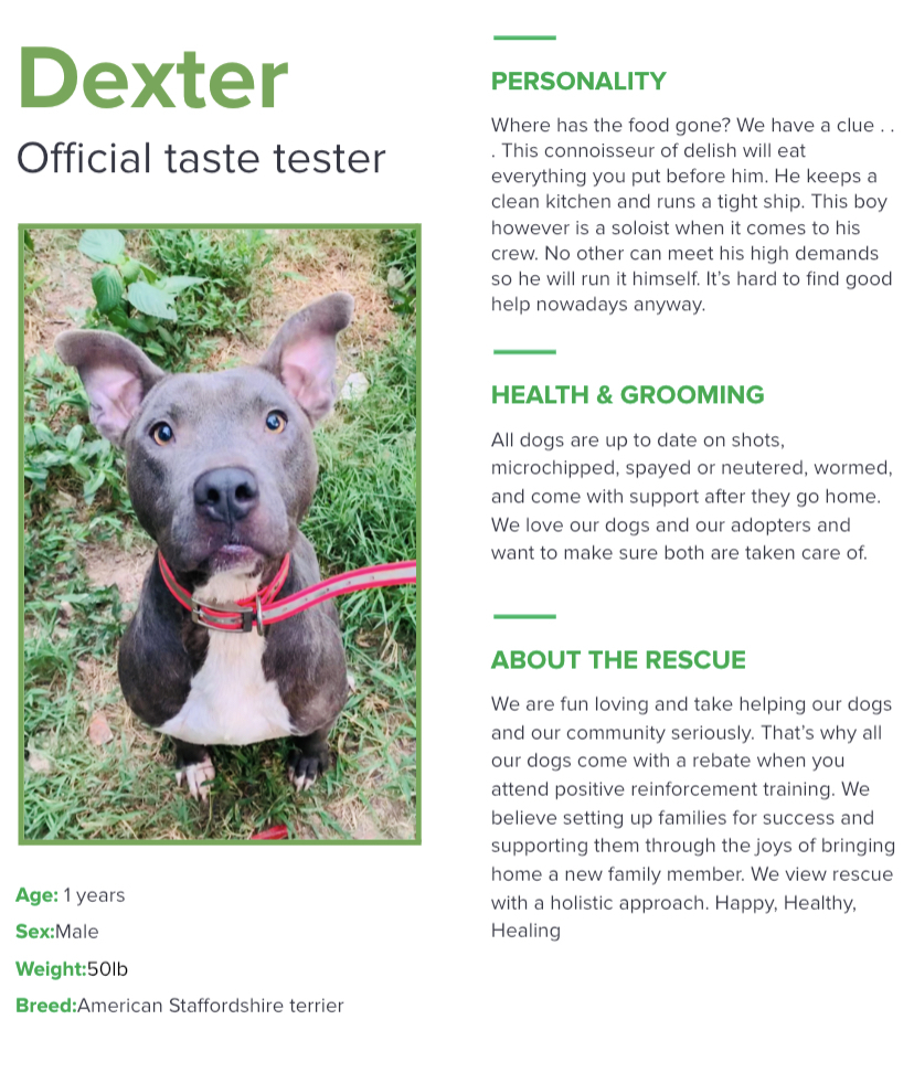 Dexter, Adoptable, Adult Male American Staffordshire Terrier.