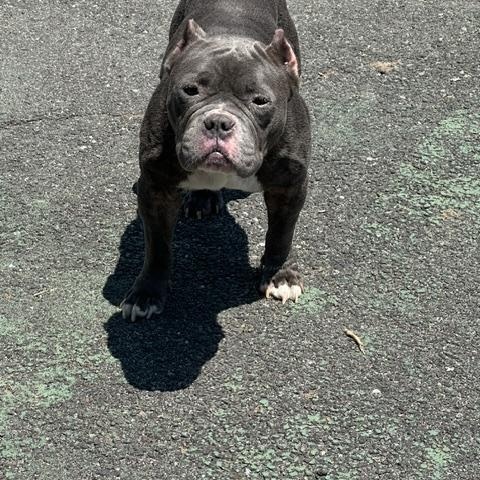 Gabriella (Gabby), an adopted American Bully in Lyndhurst, NJ image 3/5