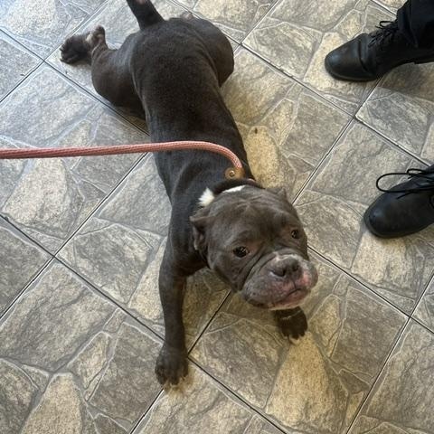 Gabriella (Gabby), an adopted American Bully in Lyndhurst, NJ image 2/5