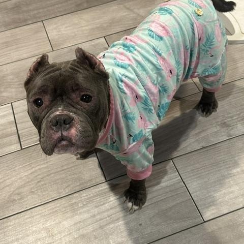 Gabriella (Gabby), an adopted American Bully in Lyndhurst, NJ image 4/5