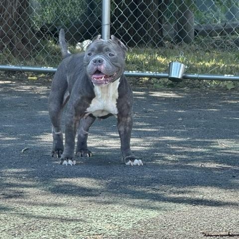 Gabriella (Gabby), an adopted American Bully in Lyndhurst, NJ image 5/5