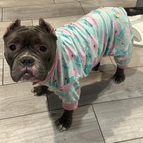 Gabriella (Gabby), an adopted American Bully in Lyndhurst, NJ image 1/5