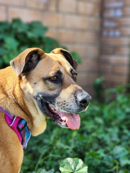 Reba, Adoptable, Senior Female Mastiff & Mixed Breed.
