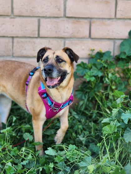 Enlarge Reba, a Adoptable mixed breed in Visalia, CA image 1/3