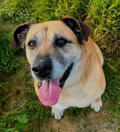 Enlarge Reba, a Adoptable mixed breed in Visalia, CA image 2/3