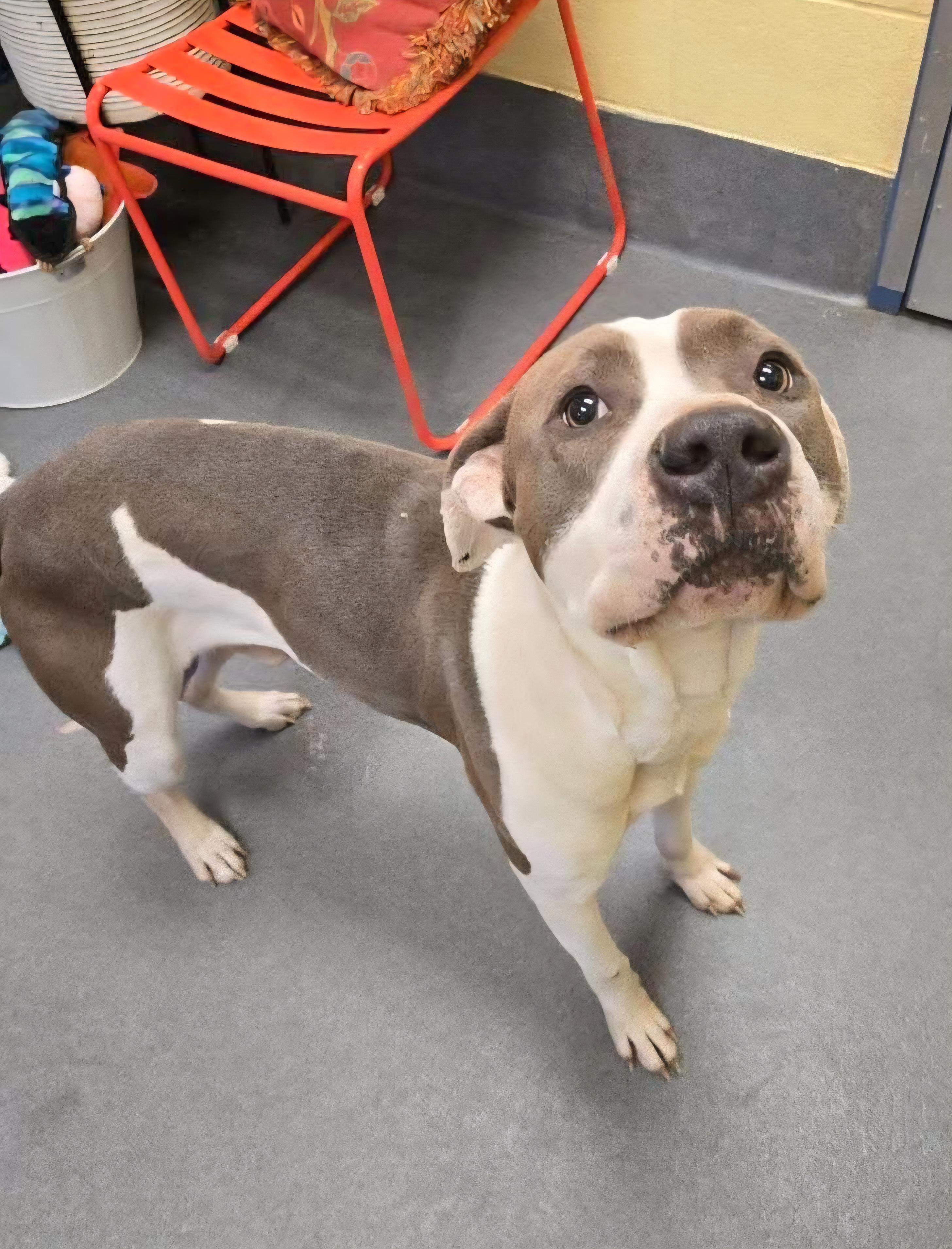 Enlarge sweet Snow, a ADOPTABLE Pit Bull Terrier in Amherst, VA image 5/6