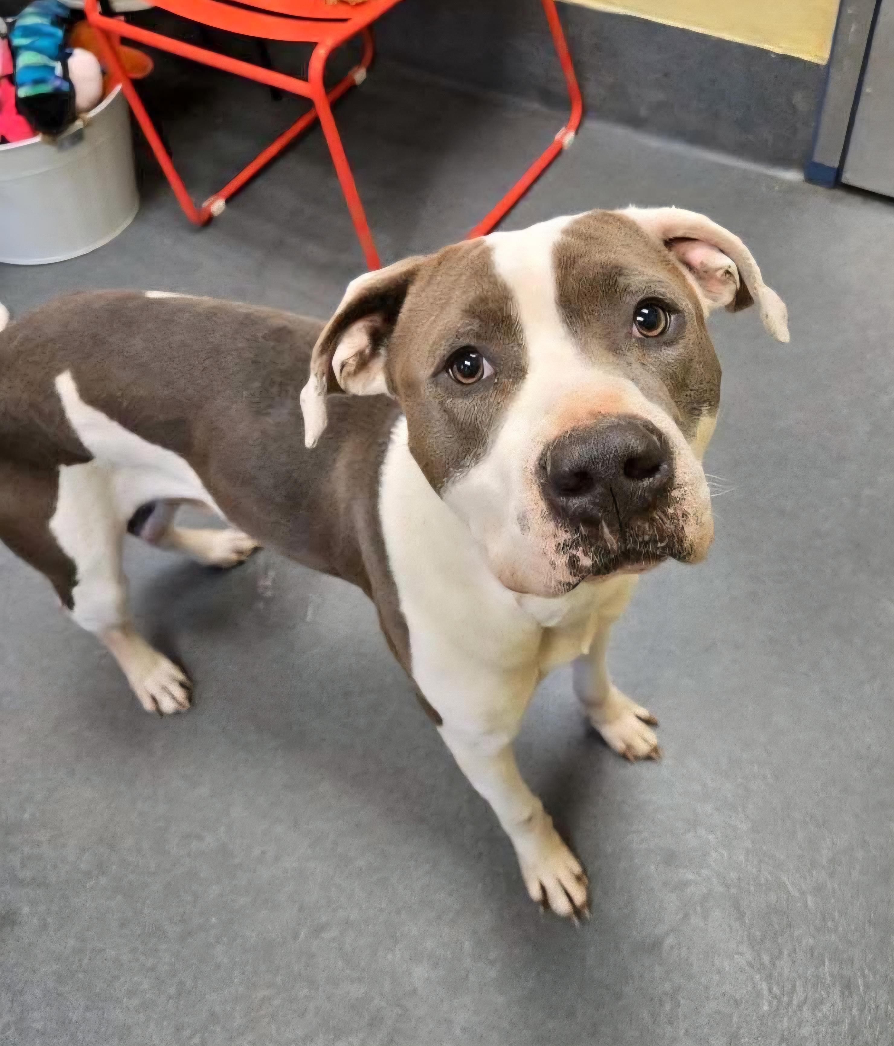 Enlarge sweet Snow, a ADOPTABLE Pit Bull Terrier in Amherst, VA image 2/6