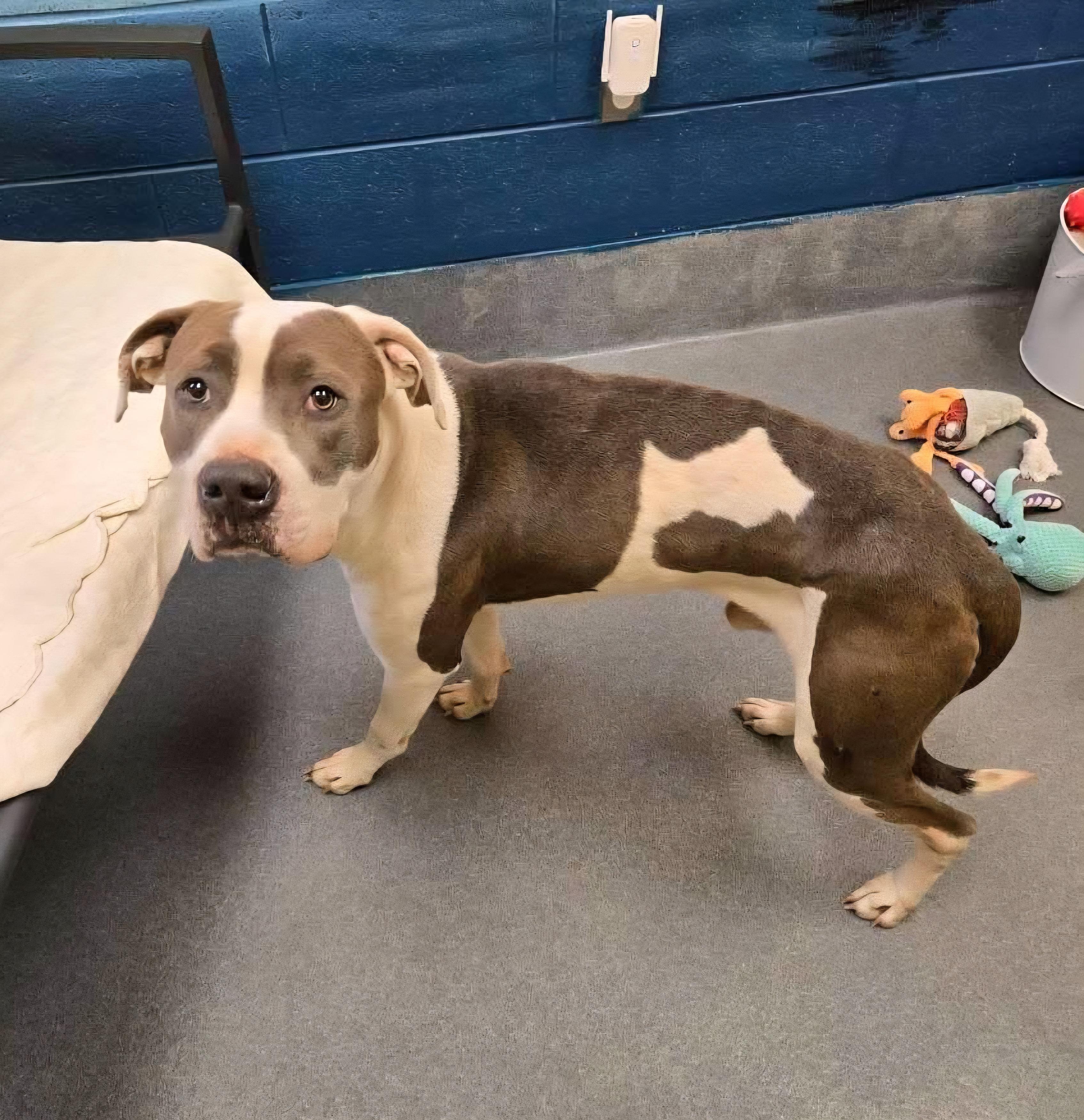 Enlarge sweet Snow, a ADOPTABLE Pit Bull Terrier in Amherst, VA image 3/6