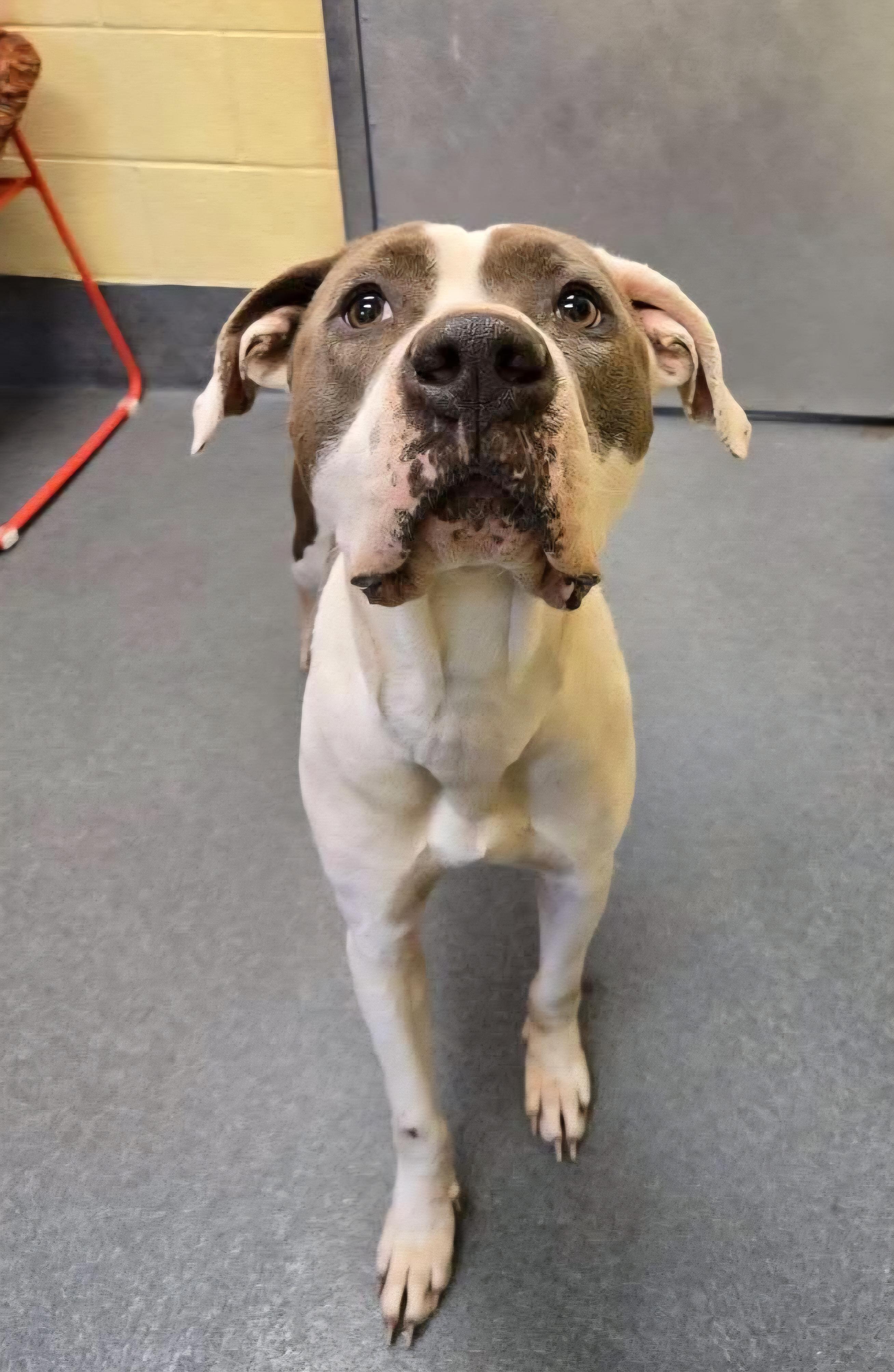 Enlarge sweet Snow, a ADOPTABLE Pit Bull Terrier in Amherst, VA image 1/6