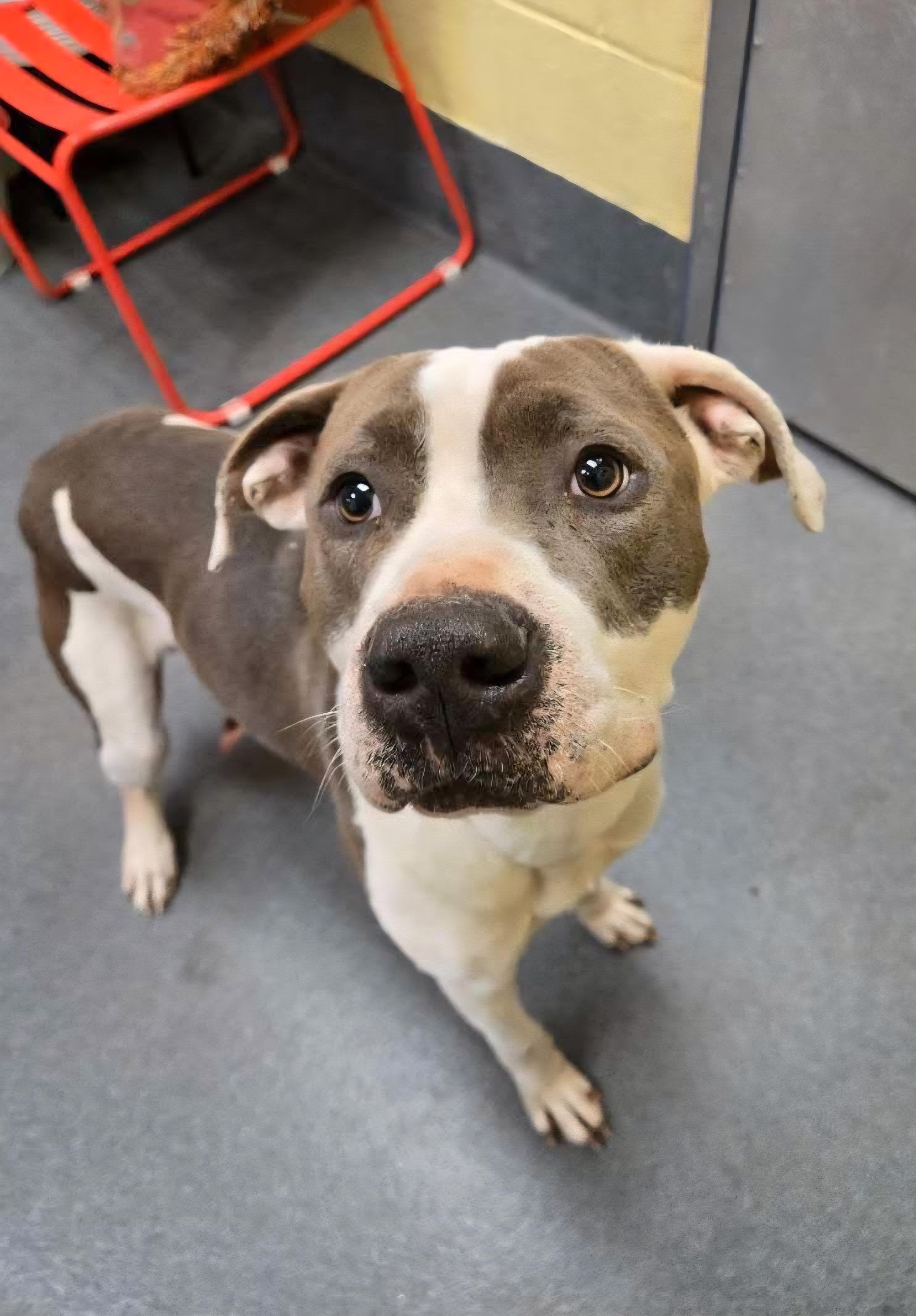 Enlarge sweet Snow, a ADOPTABLE Pit Bull Terrier in Amherst, VA image 4/6