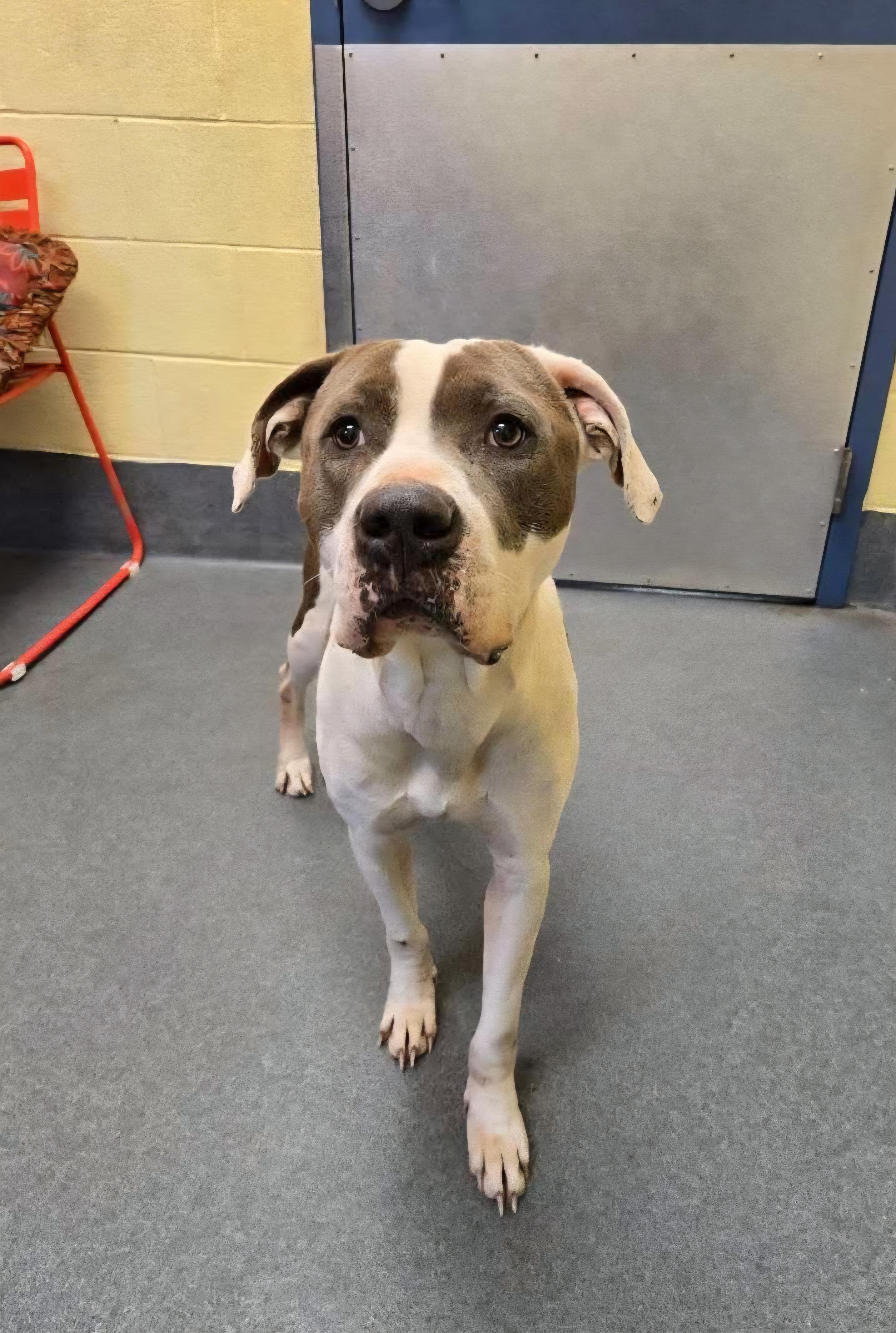 Enlarge sweet Snow, a ADOPTABLE Pit Bull Terrier in Amherst, VA image 6/6