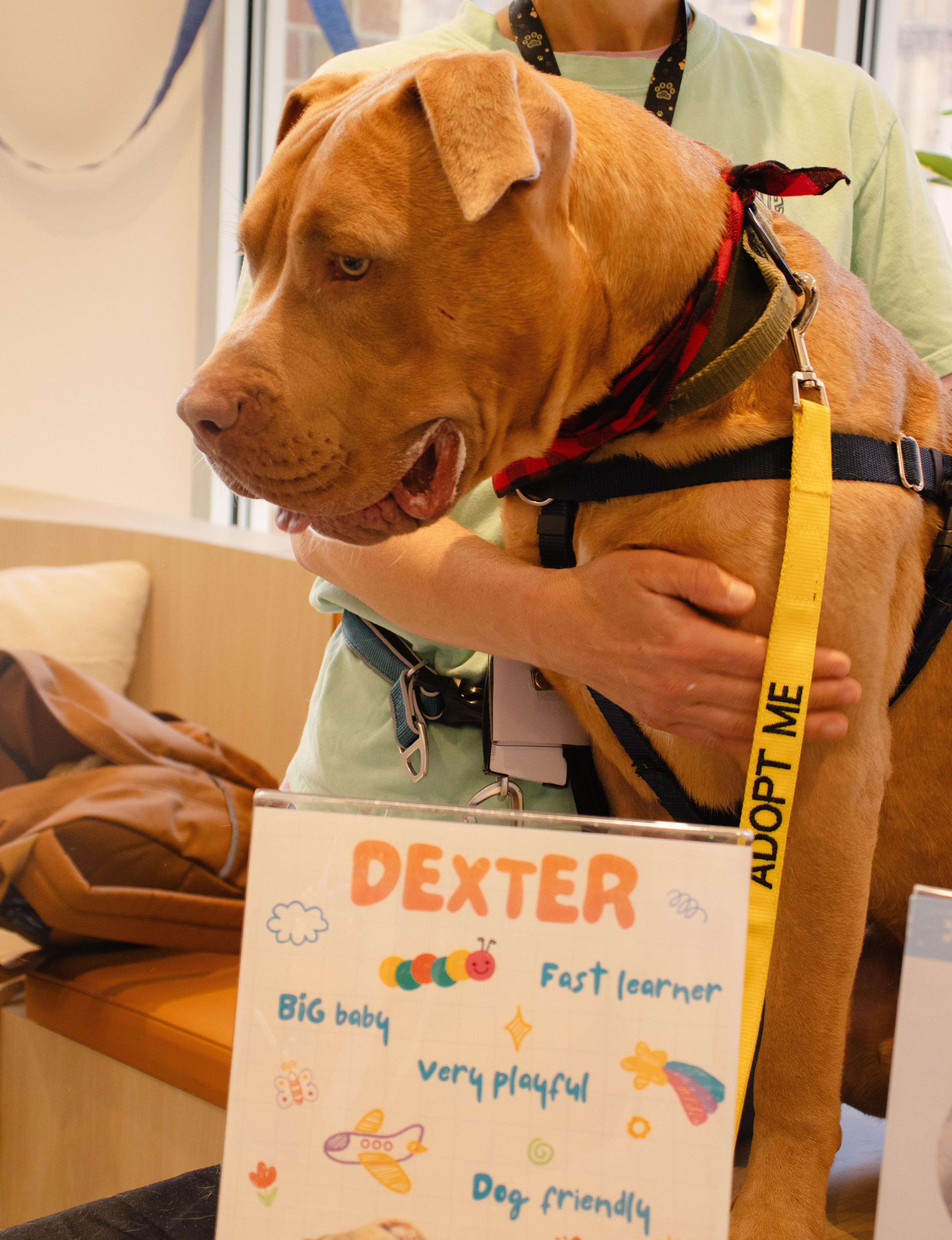 Dexter, an adopted Mixed Breed in Chester, PA image 4/6