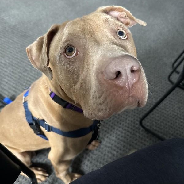 Enlarge Dexter, a ADOPTABLE Mixed Breed in Chester, PA image 4/5