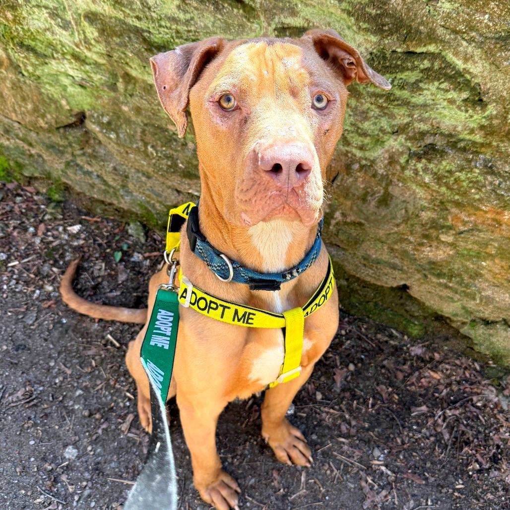 Dexter, ADOPTABLE, Adult Male Mixed Breed.