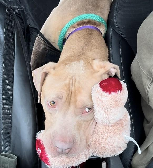 Enlarge Dexter, a ADOPTABLE Mixed Breed in Chester, PA image 5/5