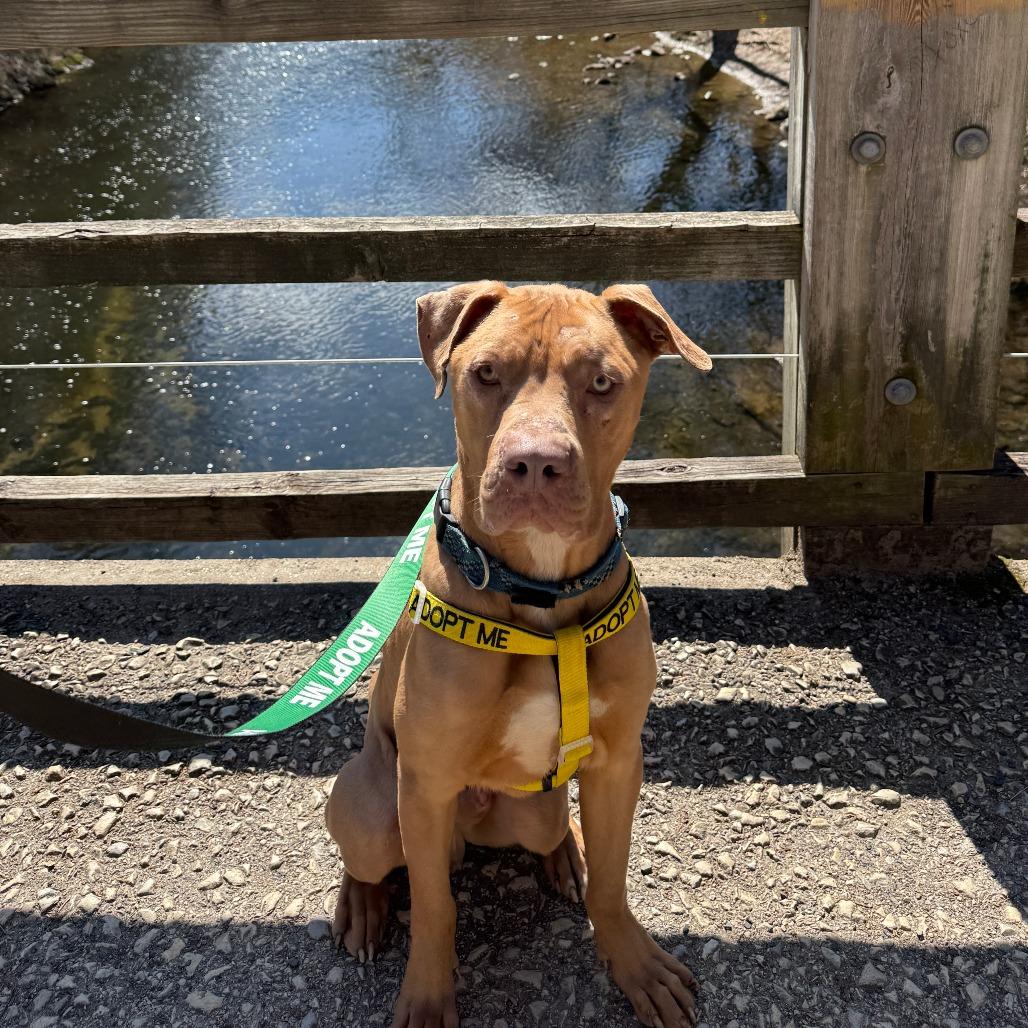 Enlarge Dexter, a ADOPTABLE Mixed Breed in Chester, PA image 2/5