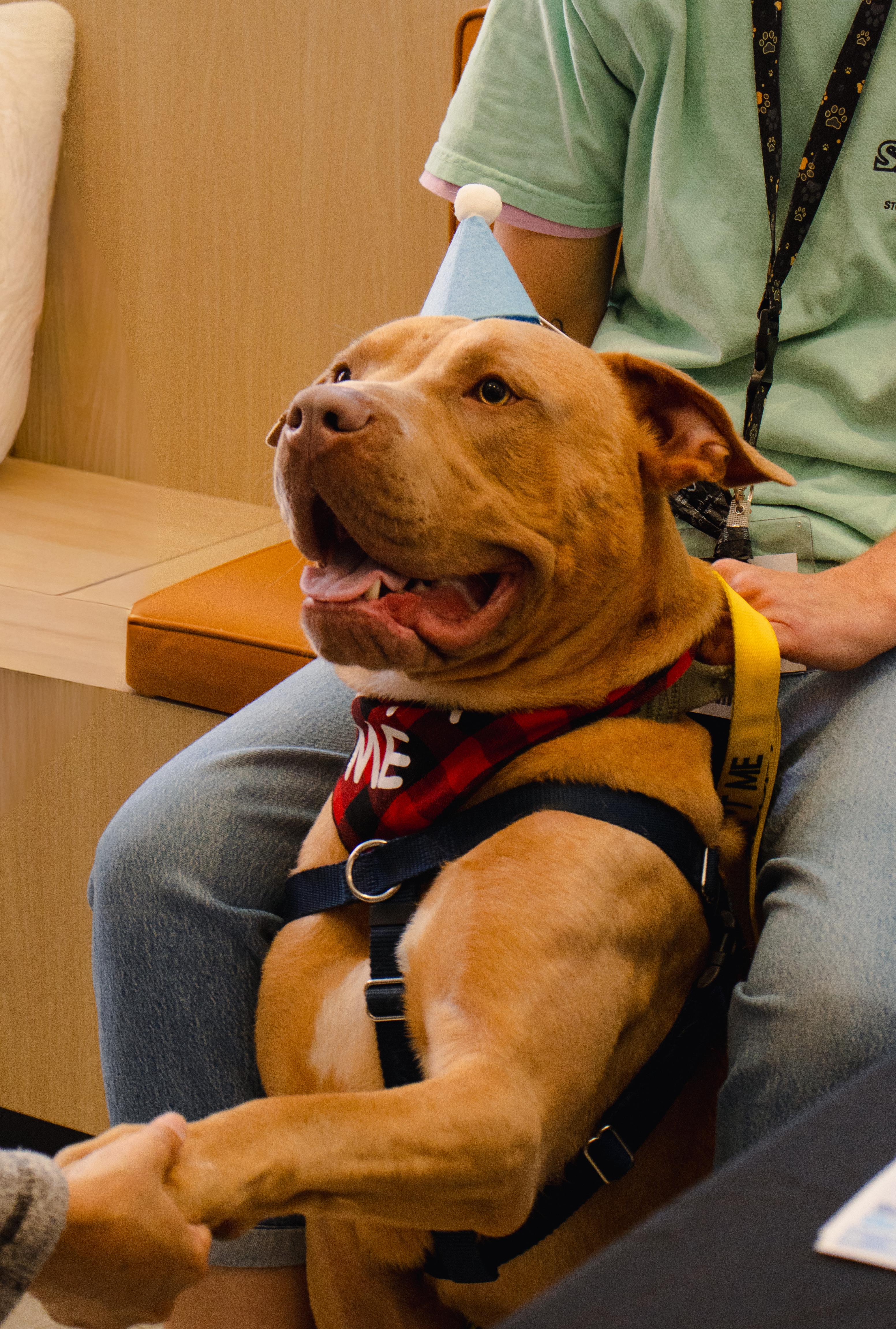 Dexter, an adopted Mixed Breed in Chester, PA image 5/6