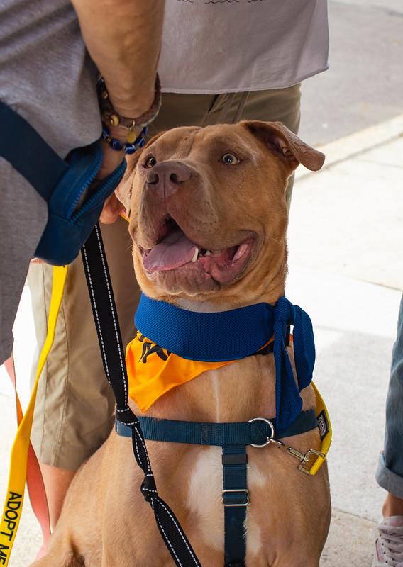 Dexter, an adopted Mixed Breed in Chester, PA image 2/6