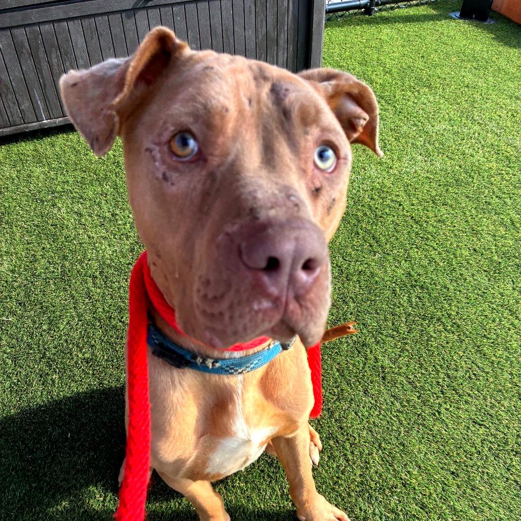 Enlarge Dexter, a ADOPTABLE Mixed Breed in Chester, PA image 3/5