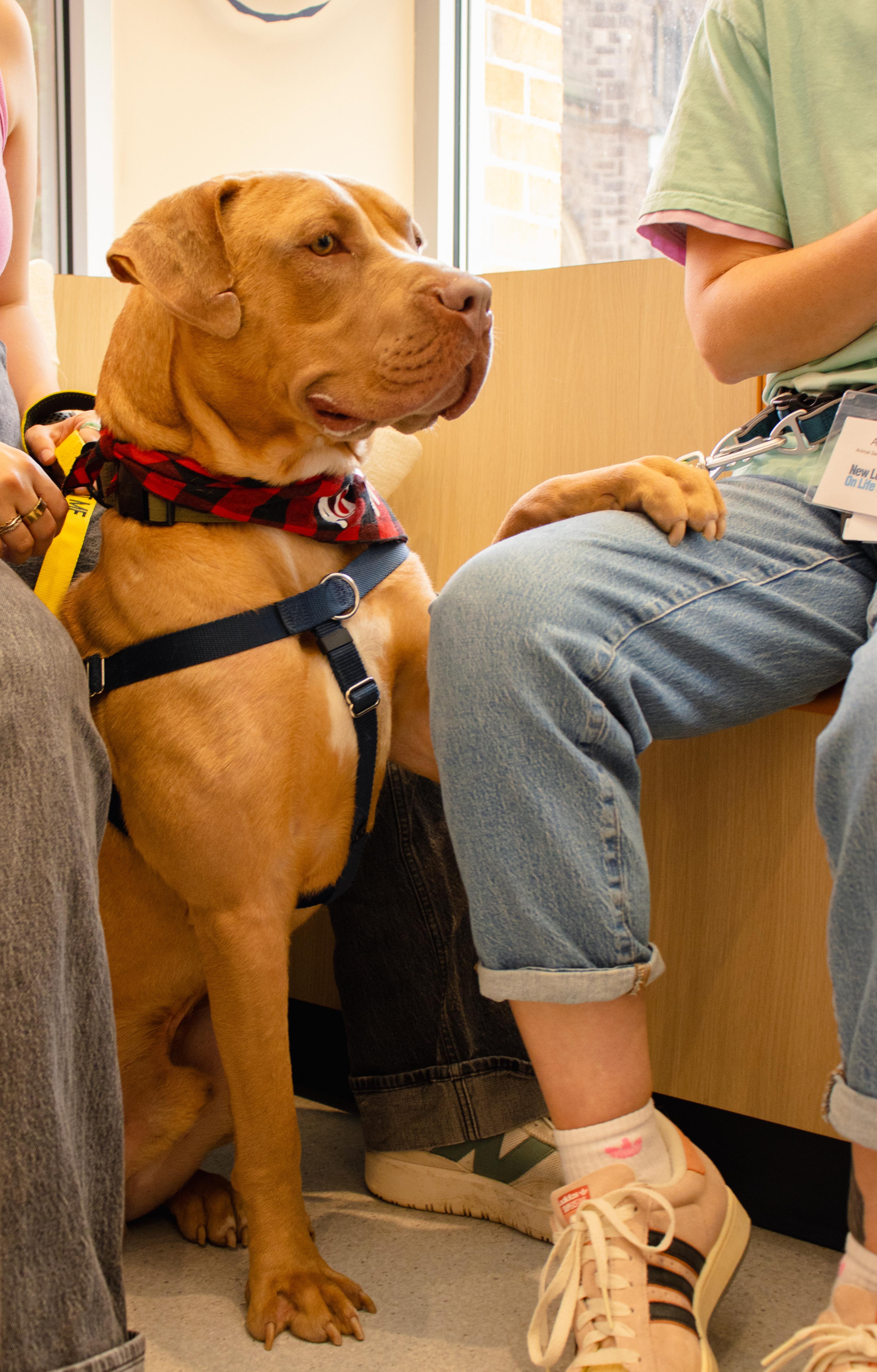 Dexter, an adopted Mixed Breed in Chester, PA image 3/6