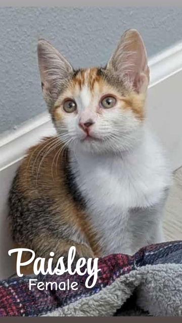 Enlarge Paisley, a Adopted Domestic Short Hair in Land O Lakes, FL image 1/1