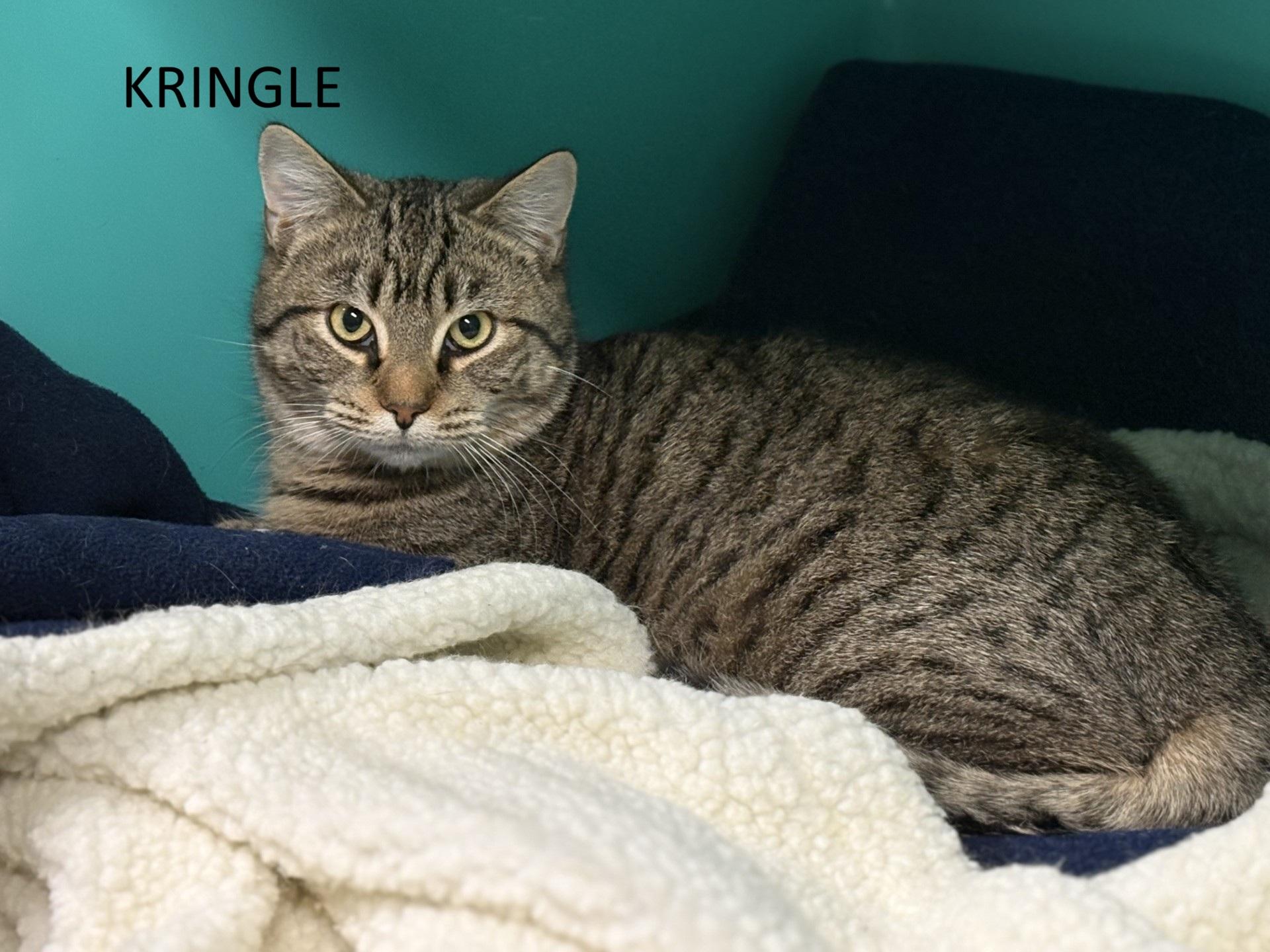 Enlarge Kringle, an adopted Domestic Short Hair in Vernon, NJ image 1/1